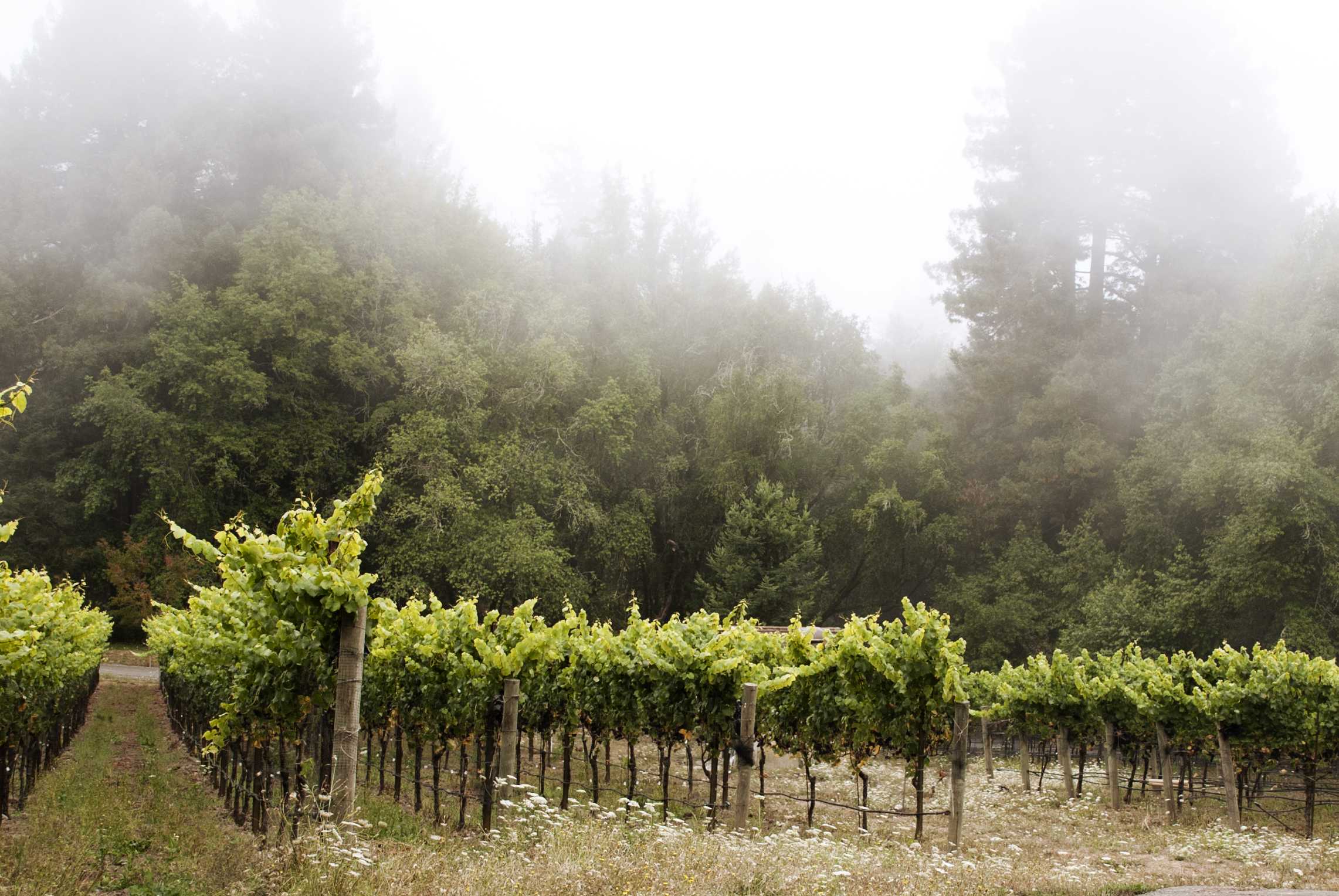 Emmaline Ann Vineyard in the fog