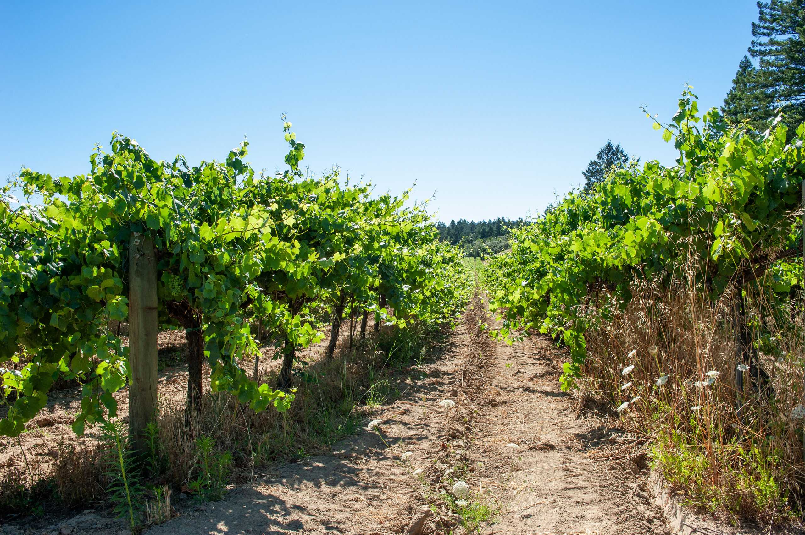 Charles Heintz Vineyard