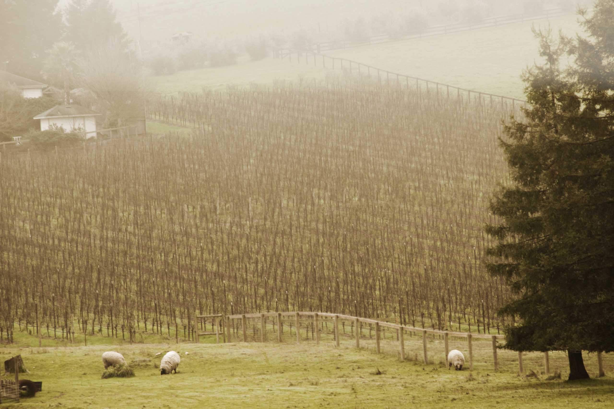 Rice-Spivak Vineyard