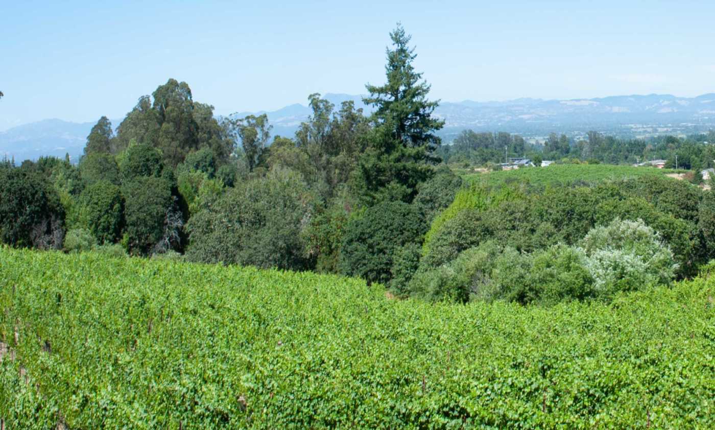 left side of vineyard triptych