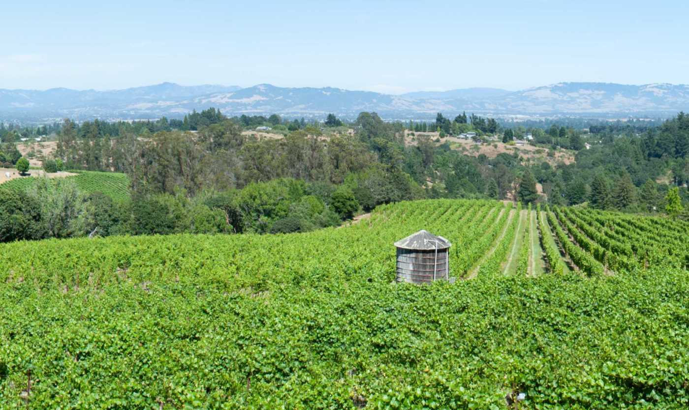 center of vineyard triptych