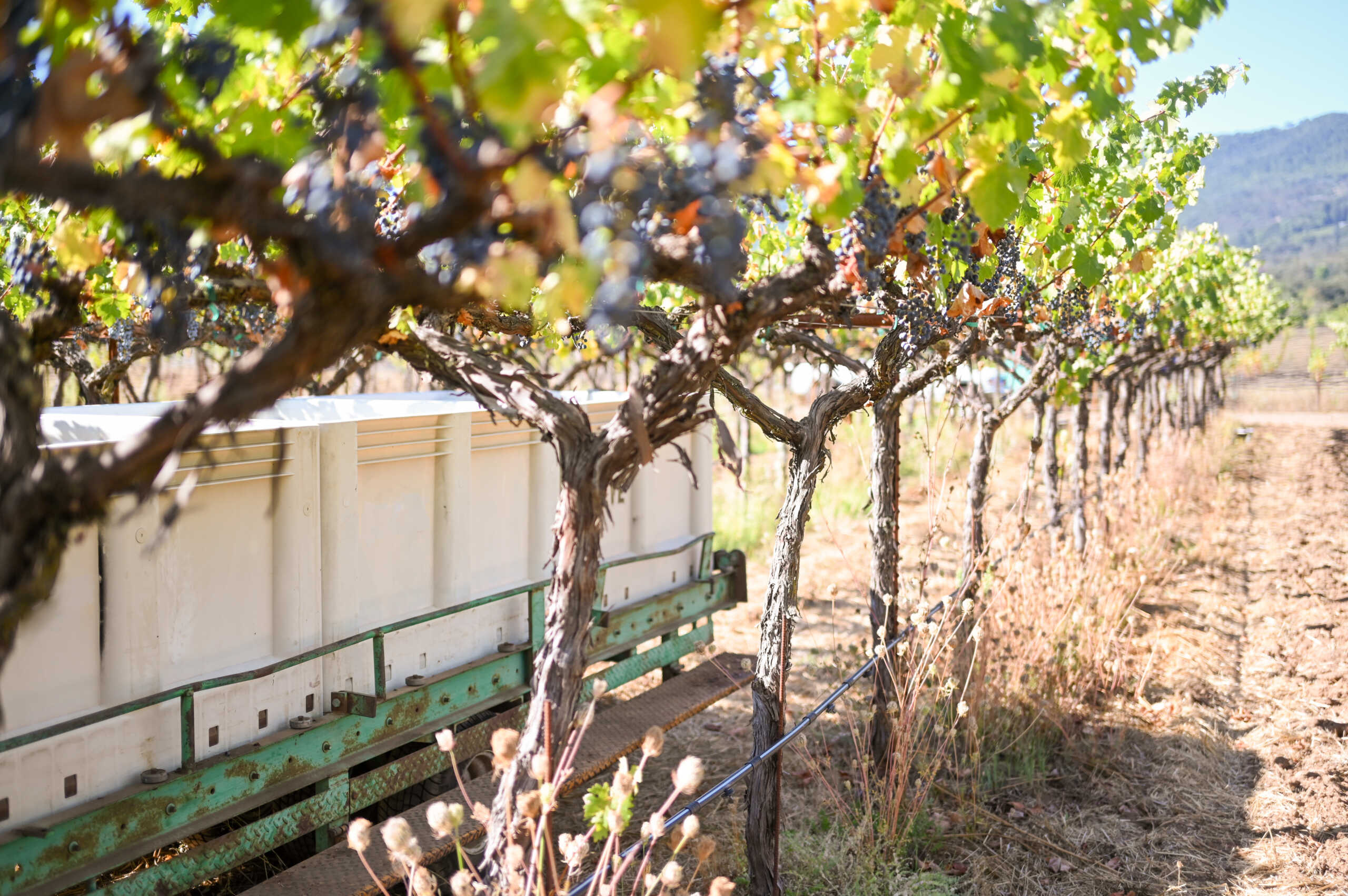 A tractor pulling a wagon through a vineyard.