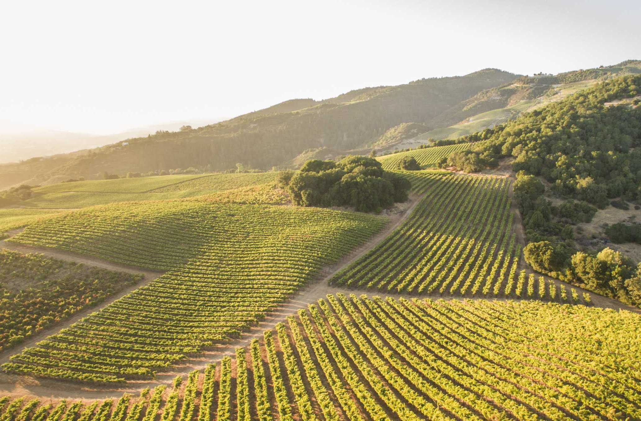 An aerial view of a vineyard in california.